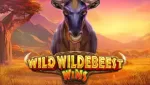 Wild Wildebeest Wins